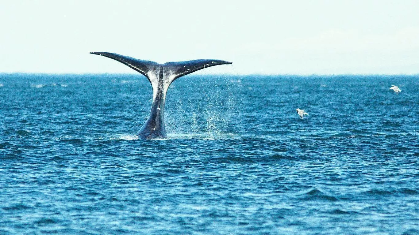 Экстремальный тур «Whale Watching - наблюдение за китами Охотоморья.  Эконом» в Хабаровском крае. РСТ Тур | ☎ 8 (800) 551-32-30